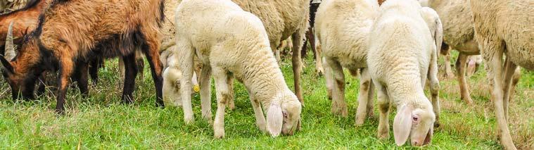 SZARVASMARHA- ÉS JUHTARTÁS Minőségi báránytápunk segíti a takarmány hasznosulását, megelőzi a hasmenést. HUMINSAV tartalma erősíti az immunrendszert, megköti és kiüríti a toxinok egy részét.