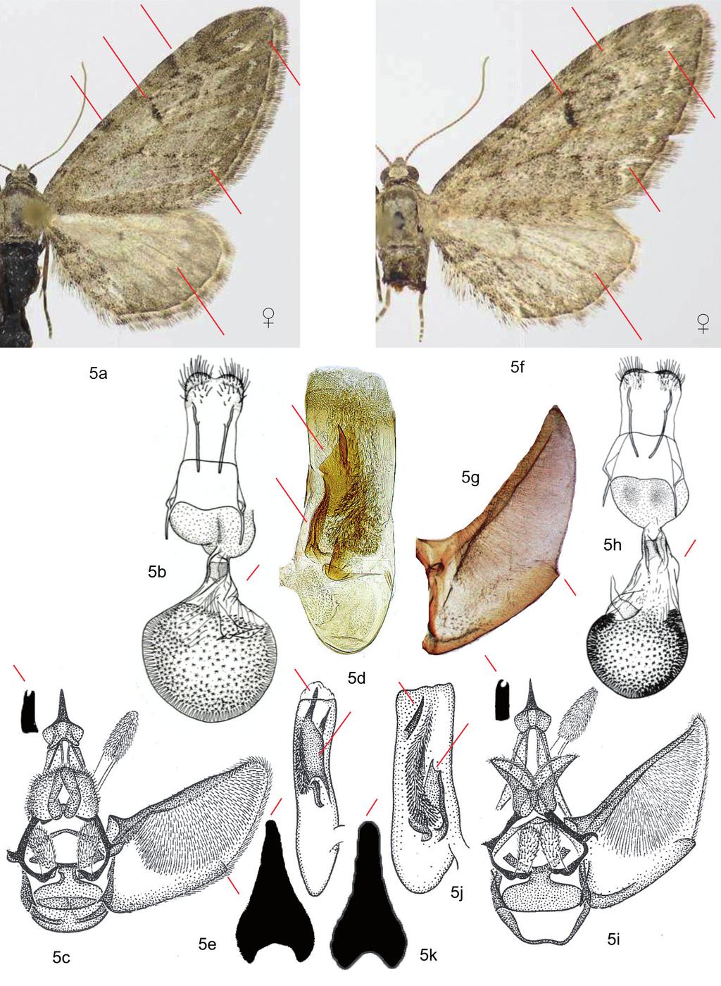 206 Natura Somogyiensis 5. ábra: Az Eupithecia innotata és az E. ochridata fajpár diagnosztikus bélyegei; 5a. E. innotata, imágó; 5b. nőstény genitália; 5c.