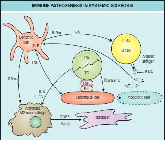 Érendhotel sérülés + fibrózis Kezdeti TLR-n keresztüli dendritikus sejt stimuláció IFN-alpha + IL-6