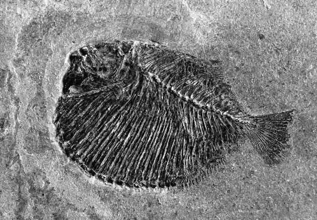 elő, ami szintén a Falciferum zónára utal. HETÉNYI 1978 közelebbről meg nem határozott lelőhelyekről Harpoceras falcifer, Pseudolioceras lythense és Hildaites serpentinum alakokról számolt be.