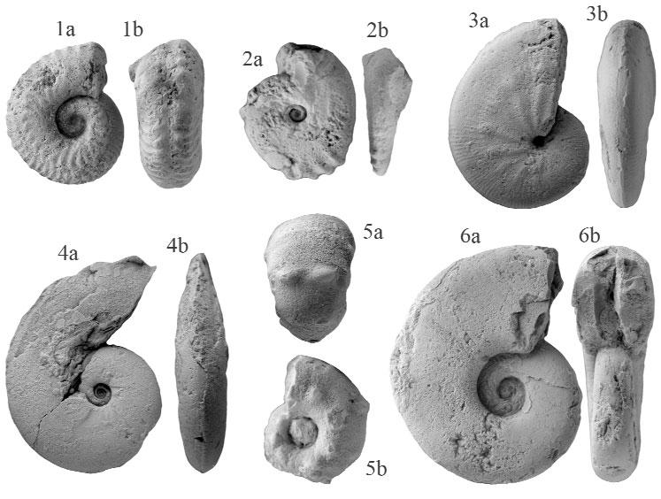 kimmeridgei középső-tithon intervallum mutatható ki. A szentgáli feltárásokból (91. feltárás in MÉSZÁROS 1967) a Haploceras elimatum tömeges előfordulása ismert, ami ugyancsak tithonra utal.