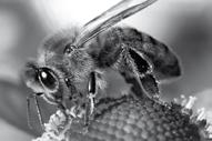 SZÖVEGÉRTÉS Mézesmadzag Olvasd el a méhek kommunikációjáról szóló tájékoztató szöveget, és válaszolj a hozzá kapcsolódó kérdésekre!