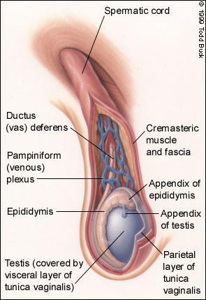 A scrotum UH vizsgálata A here betegsége gyakori gyermekkorban Fizikális vizsgálata