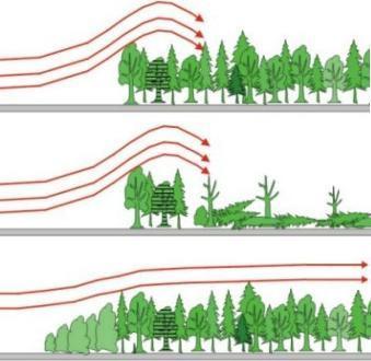 AZ erdő és környezete között az állományszegély képezi az átmeneti (puffer) zónát, fokozatos átmenetet biztosít, a cserjék fölé kisebb fák, majd magasabb, általában aszimmetrikus (zászlós) koronájú