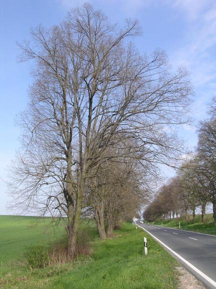 A terület kialakítását látva úgy tűnhet, hogy kisebb a fának ütközés veszélye, mint a korábbi szakaszokon, ám az utat elhagyó jármű a töltésre felfutva könnyen nekiütközhet az út szélétől csupán 4-5