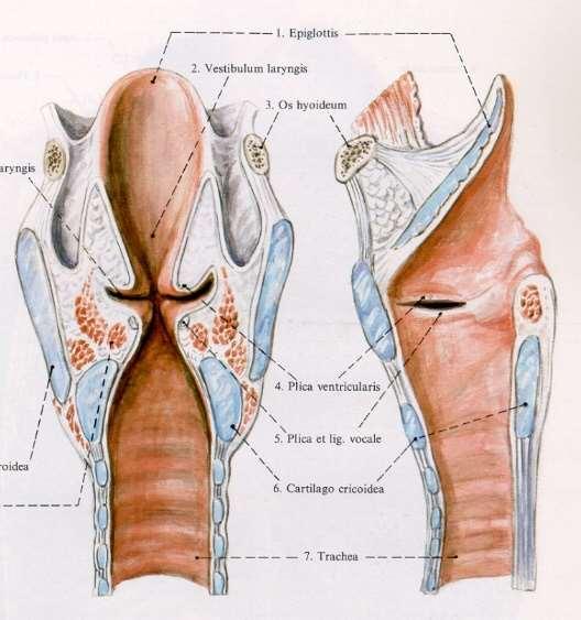 10 hangszalagokat, aminek következtében a hangszalagok feletti légoszlopban rezgéshullámok keletkeznek. A hang magassága a hangszalagok méretétől, feszességétől, és a hangrés alakjától függ.
