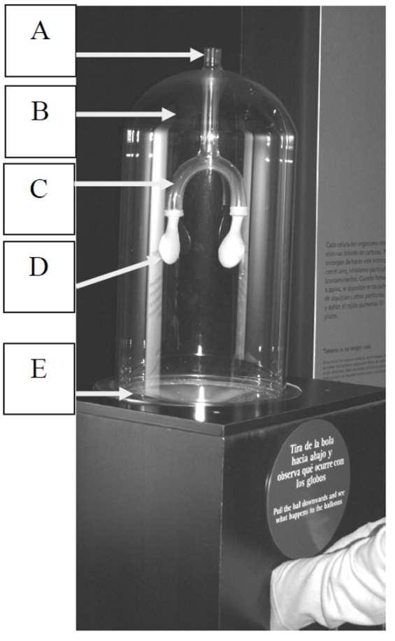 15 A Donders-modell Emelt szintű érettségi feladat Ez a modell a légcserét szemlélteti (Donders-modell). Az A jelű cső felül nyitott. Az üvegcsövek C nyílásaira egyegy léggömböt erősítettek (D).