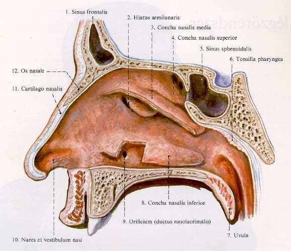 6 Az orr és az orrüreg Nyugodt légzés esetén a levegő az orron, ill. az orrüregen keresztül jut a tüdőbe.