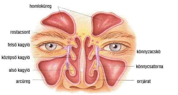 Az orr üregrendszere két főüregből és az azokból nyíló melléküregekből áll.