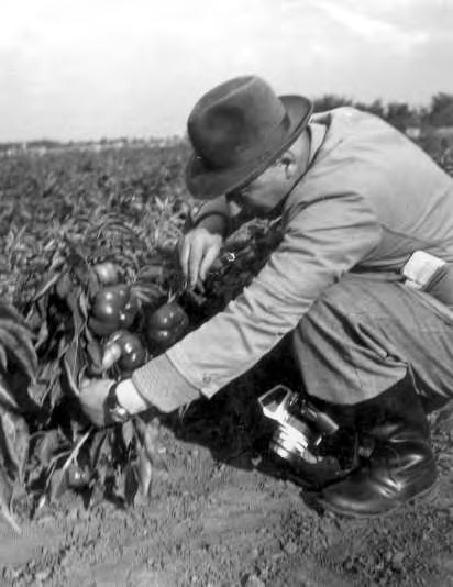 Ismerkedés a paradicsompaprikával 1967 A Szentesi hordós