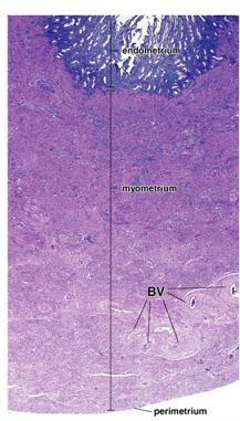 Uterus - rétegei 1. Endometrium: egyrétegű hengerhám, vérerek, kötőszövet.