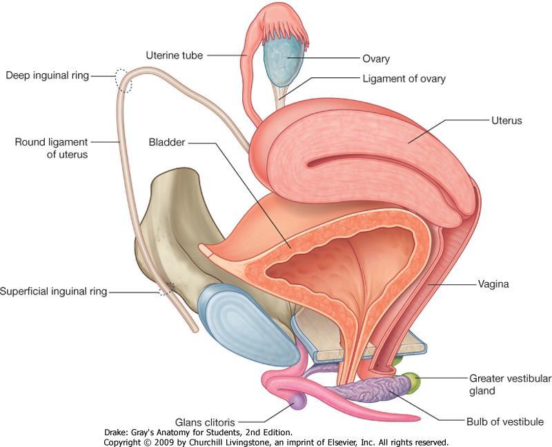 Női nemi szervek Belső nemi szervek: 1. Ovarium 2. Tuba uterina 3.