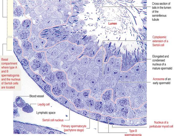 Testis - szövettan Csírahám különböző érési stádiumú sejtek végül spermiumokat formálnak.