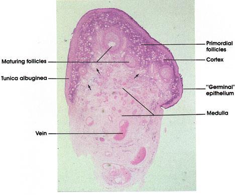 Ovarium - petefészek Fejlődő petesejteket tartalmaz.