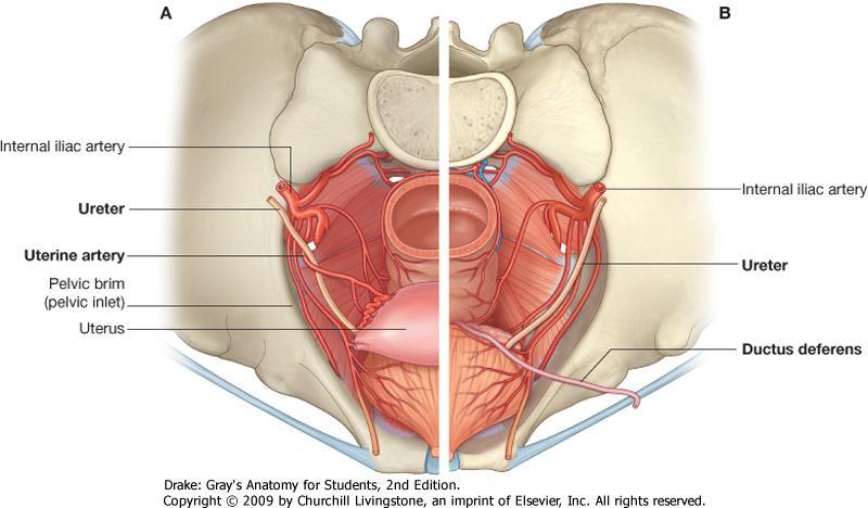 Medencefenék Diaphragma pelvis: függőleges, tölcsér alakú struktúra m.