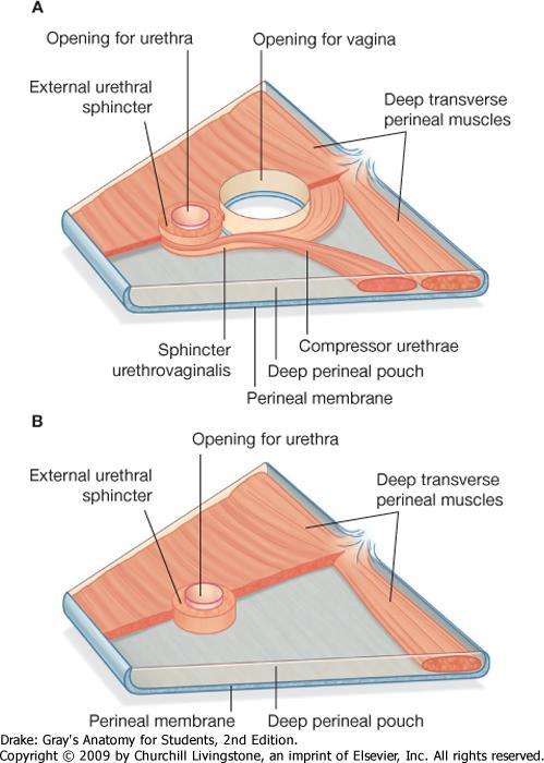 Medencefenék Diaphragma urogenitale: Trapéz alakú m. transversus perinei profundus hozza létre m.