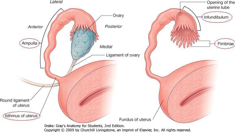 Tuba uterina - petevezeték Petesejt továbbítása.