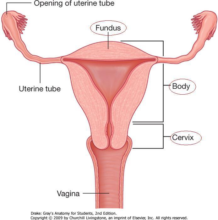 Uterus - méh 1.