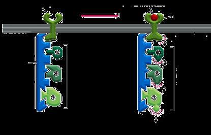 receptor 2.