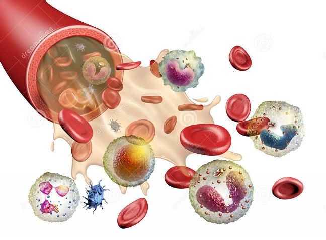 Éle@an - Kóréle@an Az egészséges ember vérplazmája 60-80g/l fehérjét tartalmaz. albumin, α-,β-, és γ- globulin Az albumin globulin arány (A/G-hányados) 1,5 +/- 0,5 a globulinok aránya nő pl.
