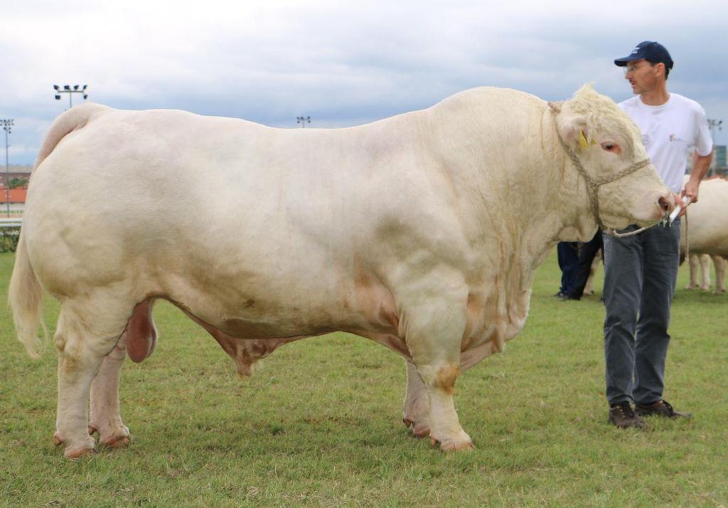 A MAGYAR CHAROLAIS TENYÉSZTŐK