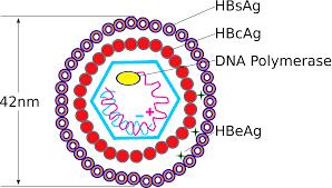 Virális TTI fertőzések-klasszikus vírusok: Hepatitis-B-vírus Globális prevalencia=240 millió Incidencia=4 millió/év Hazai prevalencia <1% Kötelező védőoltás 1999.