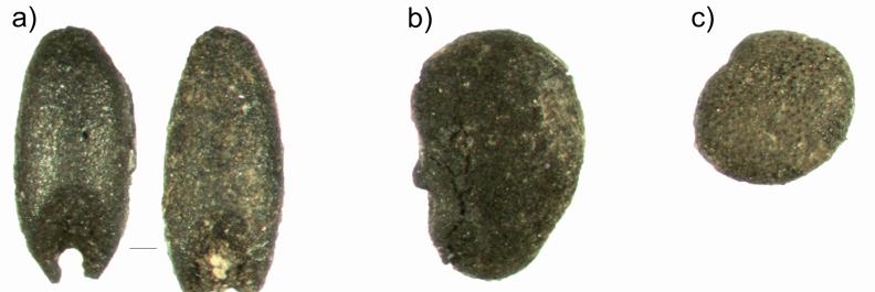 125 6. ábra: Hatvan Baj-puszta lelőhelyről feltárt jellegzetes gyomtaxonok magjai és termései. Skála = 1mm. 6a: pirók-ujjasmuhar (Digitaria sanguinalis (L.) Scop.