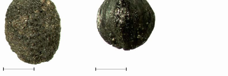 minta) Fig. 6.: Typical weed remains from Hatvan Baj-puszta archaeological site. Bar = 1mm. 6a: Digitaria sanguinalis (L.) Scop.; 6b: Medicago lupulina L.; 6c: Saponaria officinalis L.