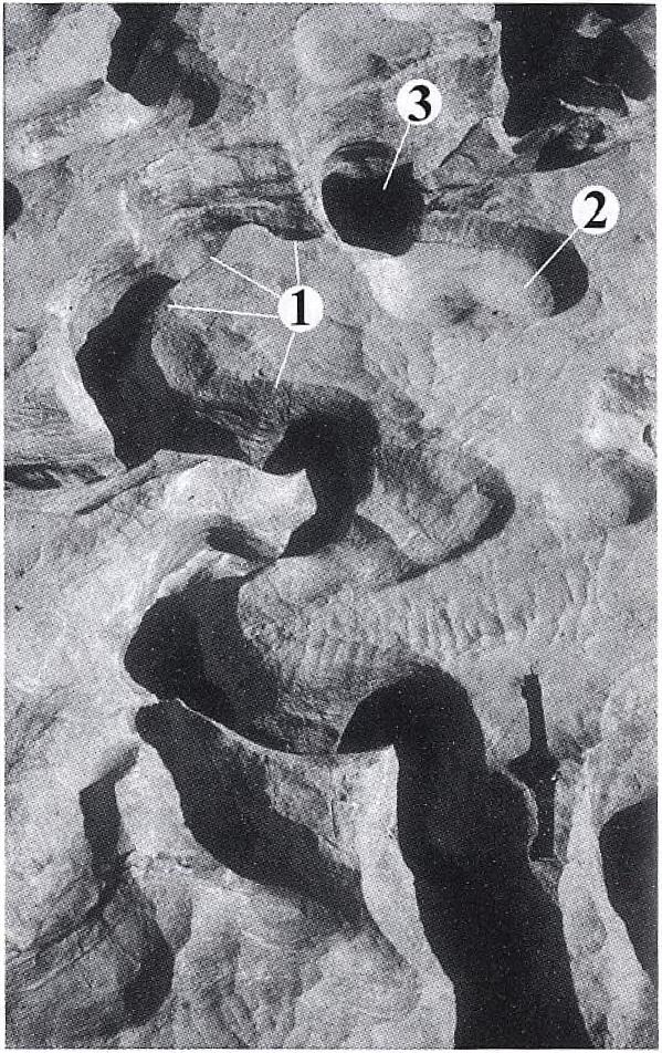 (1996) kisméretű, ún. mikromeandereket ( decantation micro-meander ) ír le, igaz nem mészkőről, hanem evaporitokról.