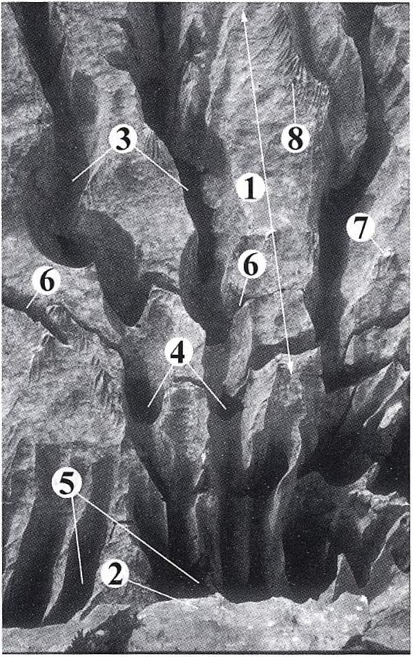 O, S.-BEKKU, L.-ZUPAN- CIS, M. 19