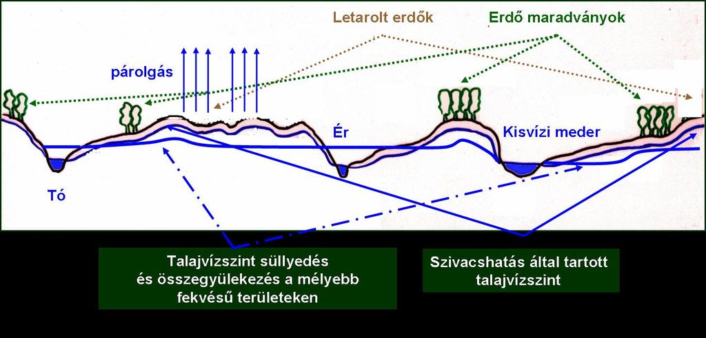 természetes növénytakaró