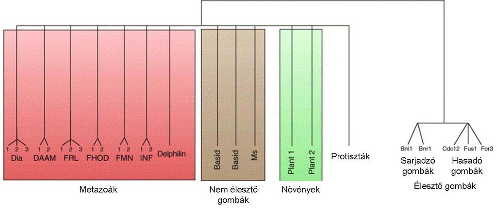 3. ábra: Az FH2 domén filogenetikai rendszere (Higgs and Peterson 2005). 1.4 Az FH2 domén szerkezete A forminok legtöbbet tanulmányozott része az FH2 domén, amely egy kb.