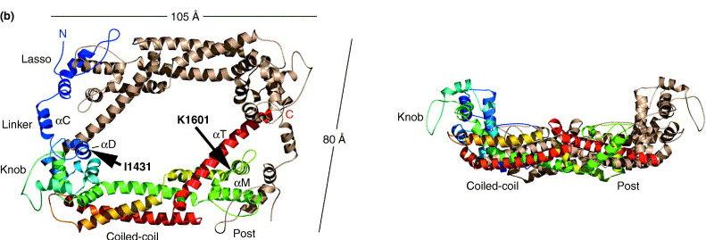 4. ábra: A Bni1 FH2 domének alkotta dimer szerkezete és az FH2 monomer kitüntetett régiói (színes szalagmodell) (Higgs and Peterson 2005). 1.
