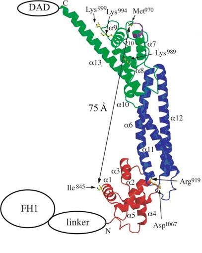 doménjéről közölték 2004-ben (2. ábra) (Shimada et al. 2004). A teljes mdia1 fehérje elektronmikroszkópos szerkezetét 2012-ben írták le először (Maiti et al. 2012). 2. ábra: Az mdia1 formin FH2 doménjének röntgenkrisztallográfiás szerkezete (Shimada et al.