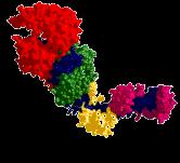 szerkezeti fehérje a-keratin