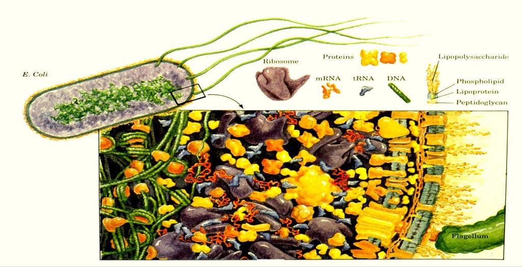 1) Bevezető - az élő rendszerekben a víz után a fehérje a legelterjedtebb molekulatípus, - a fehérjék lokális koncentrációja igen magas, - sokrétű feladatot látnak el: motorfehérjék, enzimek,