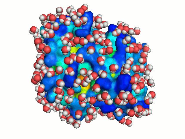 A fehérjék feltekeredése (vízben) A szerkezeti biokémia dogmája Általánosan elfogadott, hogy az aminosav-szekvencia határozza meg a fehérje térszerkezetét.