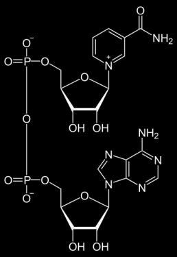R N H R' + H 2 Kofaktor: nem-fehérje jellegű, de az enzimhez ideiglenesen kötött molekula/ion, olyan amelyik a katalízist segíti (apoenzim [fehérje] + kofaktor = holoenzim)