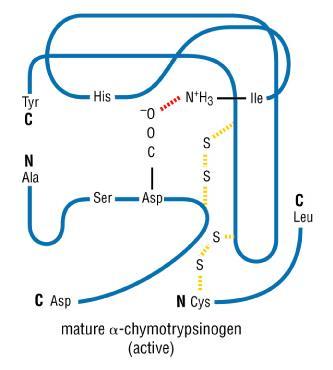 Szerinproteázok (sok egymással nem - feltétlenül - rokon fehérje) A fehérjék lebontó enzimek (proteázok): pl.