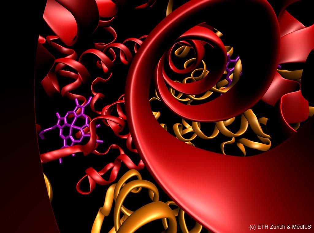 Érdekes fehérjék How is oxygen transported from the lungs to the cells and why is blood red?