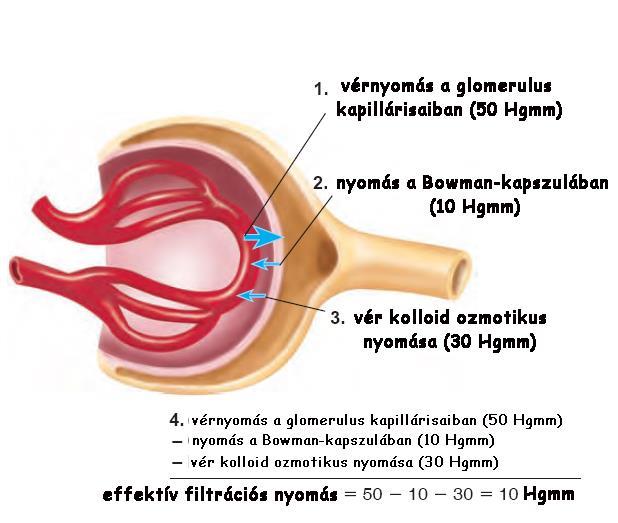 A glomeruláris filtrációs ráta (GFR) Def.: glomerulus szűrési sebesség; a vese glomerulusaiban időegység (ált.