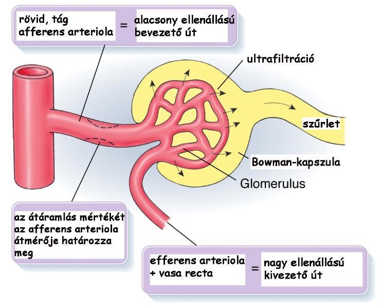különbségek: 1) a hidrosztatikai nyomás a glomerulus kapillárisaiban nagyobb, mint a közönséges kapillárisokban 2) az afferens arteriola vastagabb, mint az efferens: a glomerulusból távozó vér