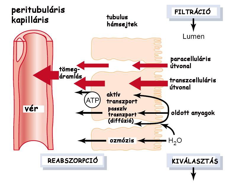 Tubuláris folyamatok reabszorpció és szekréció A tubuláris folyamatok lehetővé teszik, hogy a víz ürítése nagyon tág határok között változhat (120 ml/perc a filtráció, ebből 0,3 ml és 18 ml közti