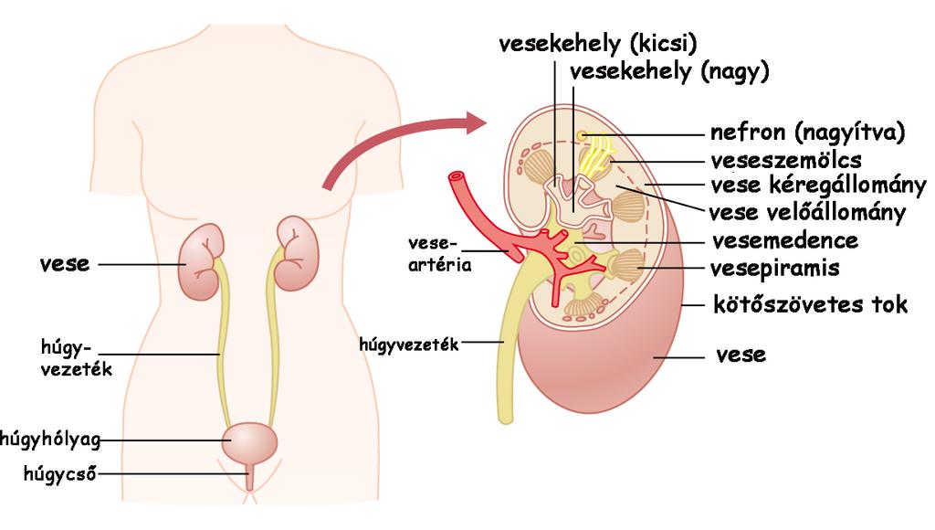 A vese elhelyezkedése, szerkezete és érrendszere II.