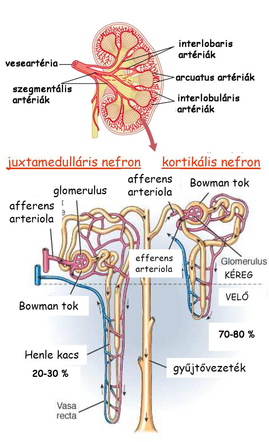 A vese funkcionális egysége a nefron nefron részei: bevezető ér (afferens arteriola) Bowman-kapszula kivezető ér (efferens arteriola) közeli (proximális) kanyarulatos csatorna Henle-kacs (leszálló és