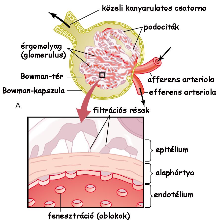 A glomerulus szerkezete Feladata: ultraszűrés (ultrafiltráció) elsődleges szűrlet létrehozása (180 liter/nap) glomerulus (érgomolyag) a Bowman-kapszula (vagy -tok) veszi körül a kapillárisok fala 3