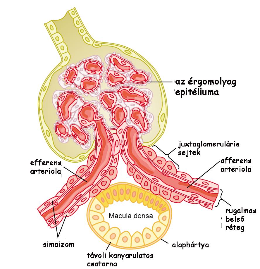 A juxtaglomeruláris apparátus Feladatai: 1) glomerulusfiltráció szabályozása (tubuloglomerularis visszajelzés) 2) renin szekréciója macula densa a távoli kanyarulatos csatorna egy adott ponton