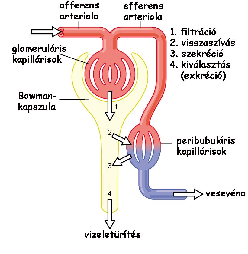 A veseműködés alapfolyamatai Glomeruláris működések ultrafiltráció: glomerulus várplazmája és a Bowman-kapszula tere között elsődleges szűrlet képzése Tubularis működések reabszorpció (visszaszívás):