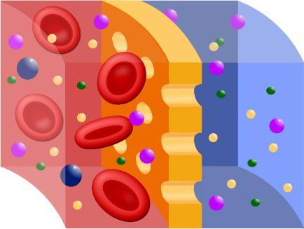 A glomeruláris filtráció a glomerulusokban a hidrosztatikai nyomás folyadékot présel ki a kapillárisokból a Bowman-térbe a szűrőrendszer elemei: 1) glomerulus kapillárisok ablakos endotéliuma (70-90