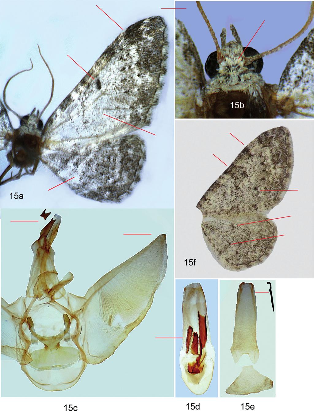 Fazekas I: Magyar Eupitheciini tanulmányok 5. 169 15. ábra: Eupithecia impurata, E. semigraphata; 15a= E. impurata, Zemplénihegys., 15b= E.
